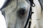 Eye of the Marchador