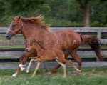 MM mare and foal