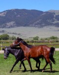 Playful 2 year old stallions